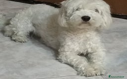 Maltese cani in vendita: Maltese  - Immagine 6