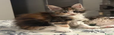Freya 