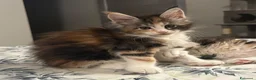 Maine Coon gatti in vendita: Maine coon con pedigree  - Annuncio 18