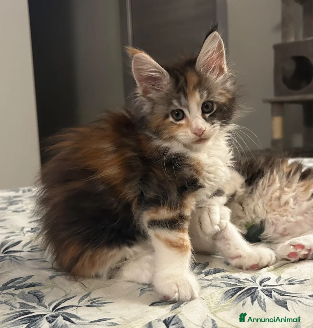 Maine Coon gatti in vendita: Maine coon con pedigree  - Annuncio 18