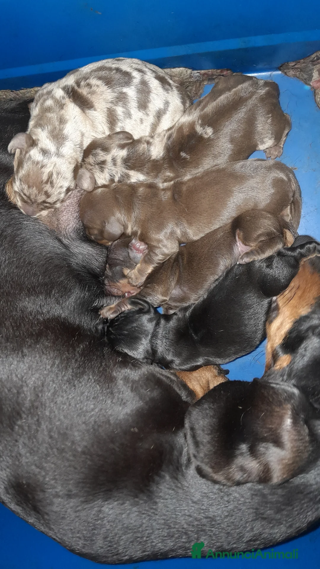 Bassotto cani in vendita: Cuccioli di bassotto a pelo corto  a Provincia di Vercelli - Annuncio 3