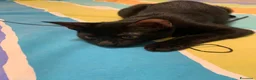 Meticcio gatti in regalo: Mea, micina deliziosa, quasi 4 mesi  - Annuncio 6