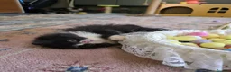 Persiano gatti in vendita: Gatti persiani  - Annuncio 10
