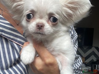 Chihuahua cani Vendo splendida femminuccia di Chihuahua - Annuncio 34