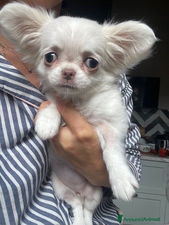 Chihuahua cani - Annuncio 4