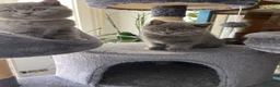 Scottish gatti in vendita: Dolce cucciola Scottish straigth - Annuncio 3