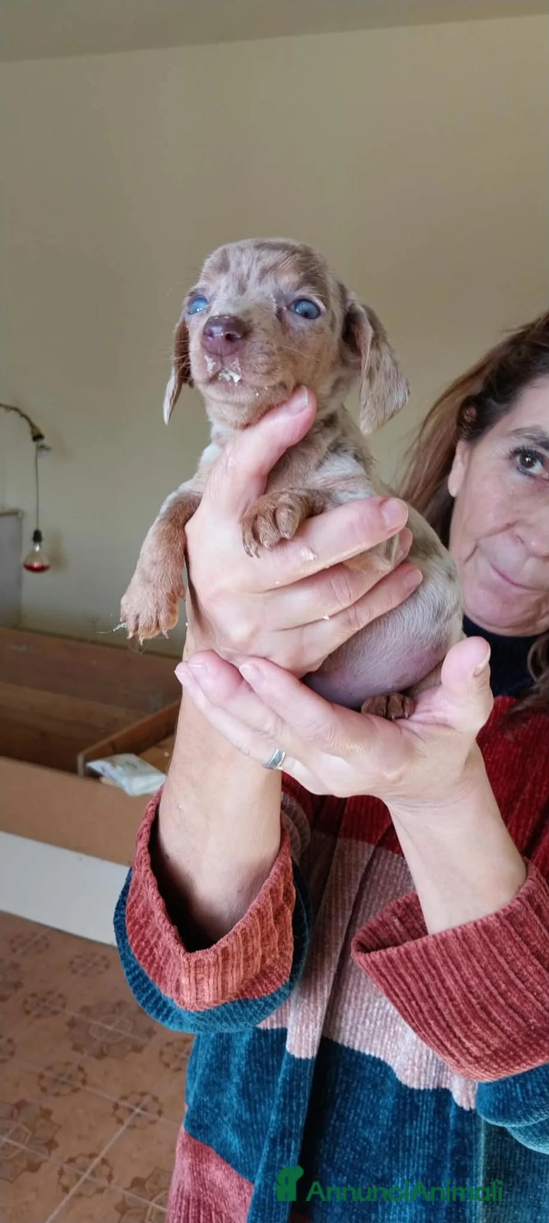 Bassotto Nano cani in vendita: Cuccioli di bassotto nano arlecchino cioccolato  - Annuncio 2