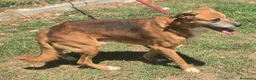 Meticcio cani in regalo: Jerry 4 anni Taglia media piccola  - Annuncio 3