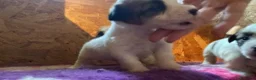 Jack Russell cani in vendita: Jack Russell terrier pelo ruvido  - Annuncio 13