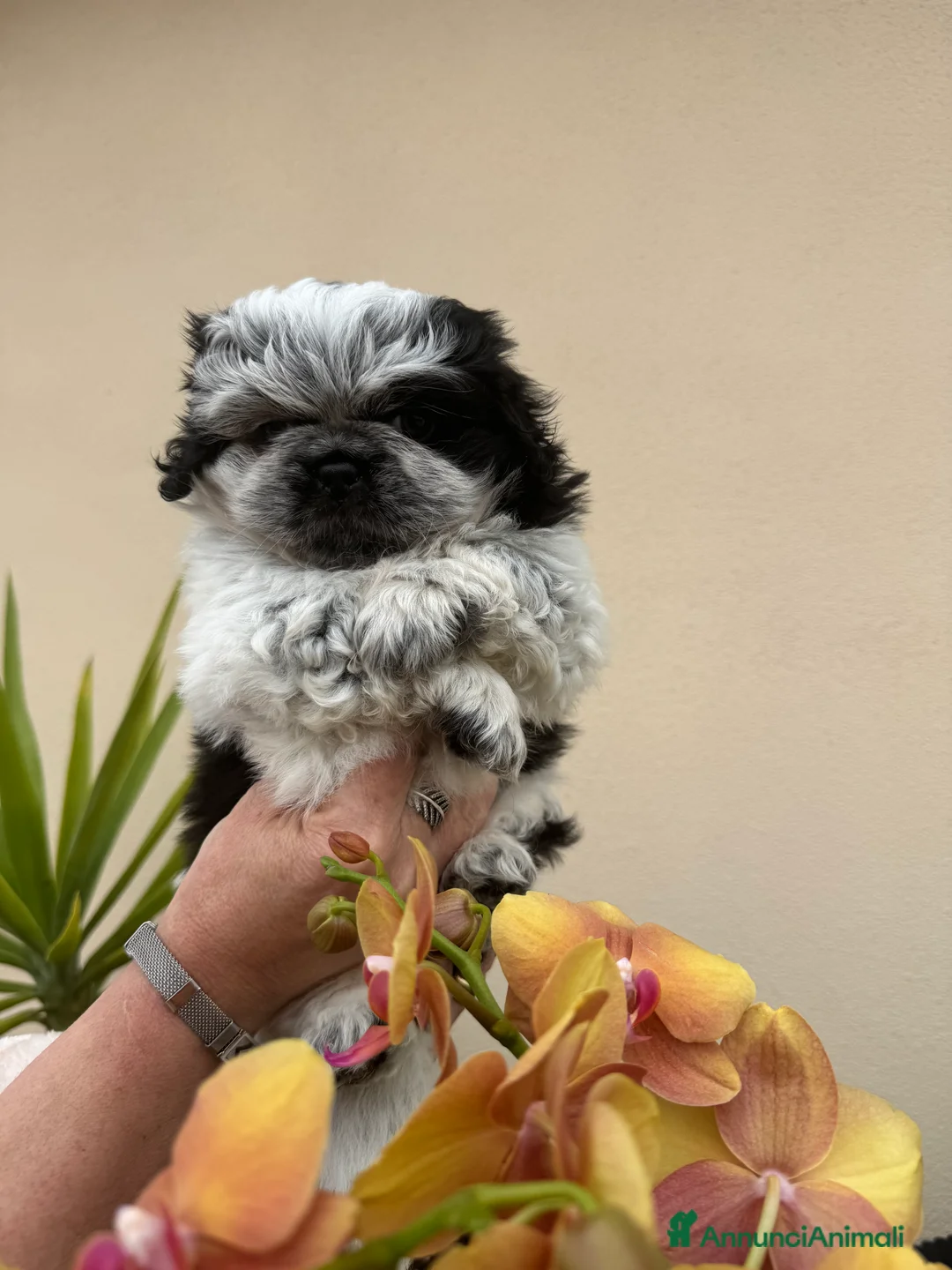 Pechinese cani in vendita: Cuccioli pechinese  - Annuncio 6