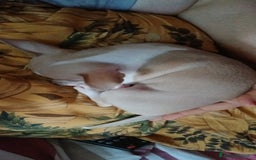 Chihuahua cani in vendita: Cuccioli di chihuahua deliziosi a Città metropolitana di Roma Capitale - Immagine 6