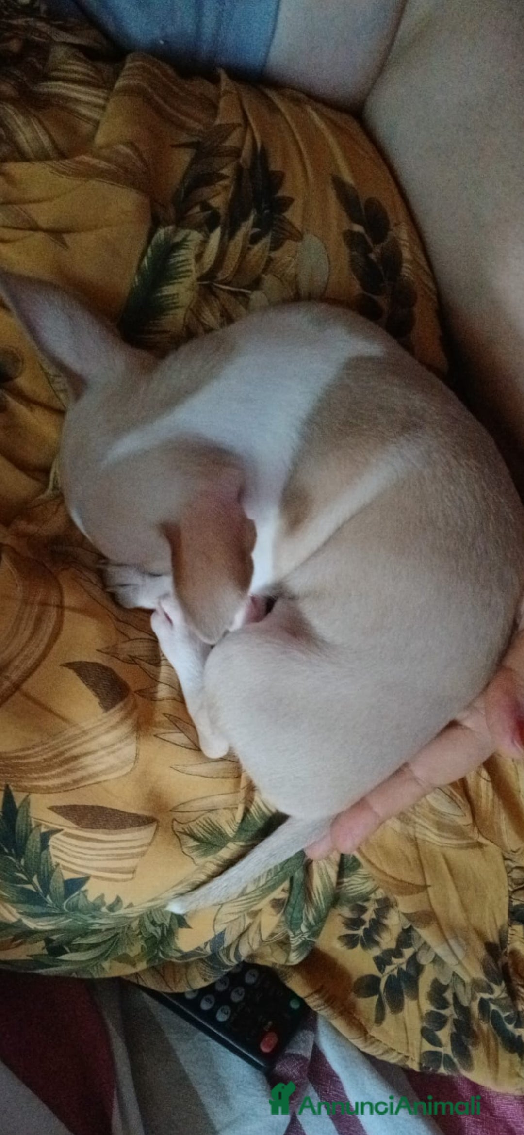 Chihuahua cani in vendita: Cuccioli di chihuahua deliziosi a Città metropolitana di Roma Capitale - Immagine 6