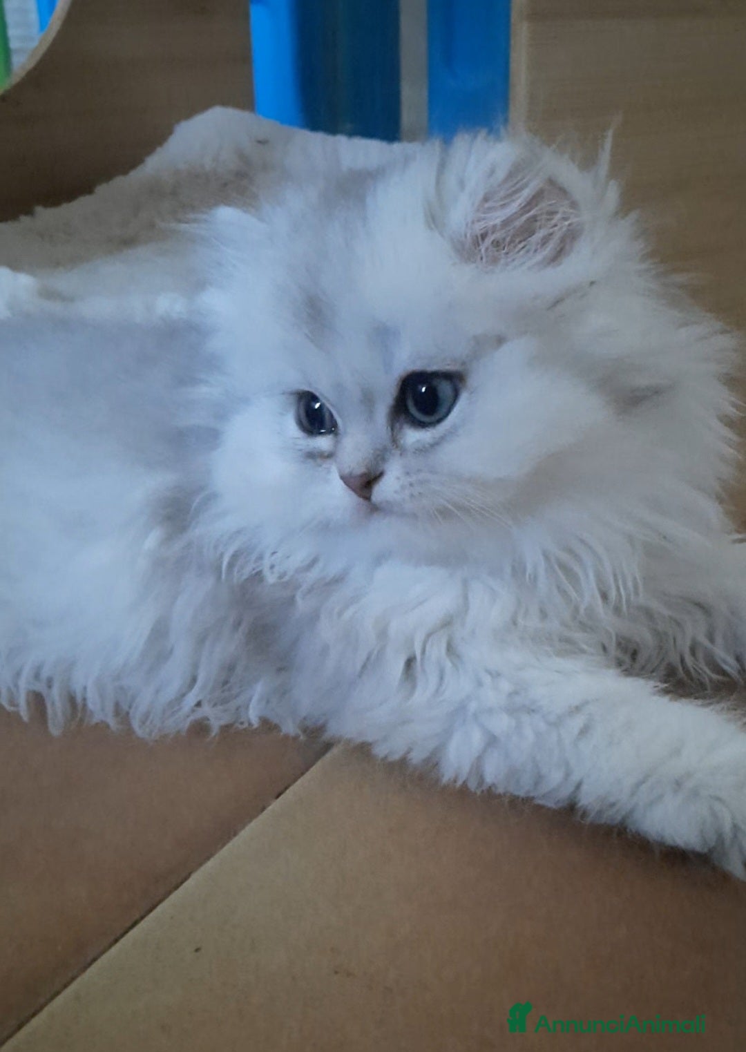 British gatti in vendita: Cucciolo British longhair con pedigree  a Città metropolitana di Milano - Immagine 1