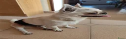 Chihuahua cani per accoppiamento: Chihuahua ipertipico di 2 anni e 9 mesi a Libero consorzio comunale di Trapani - Annuncio 2