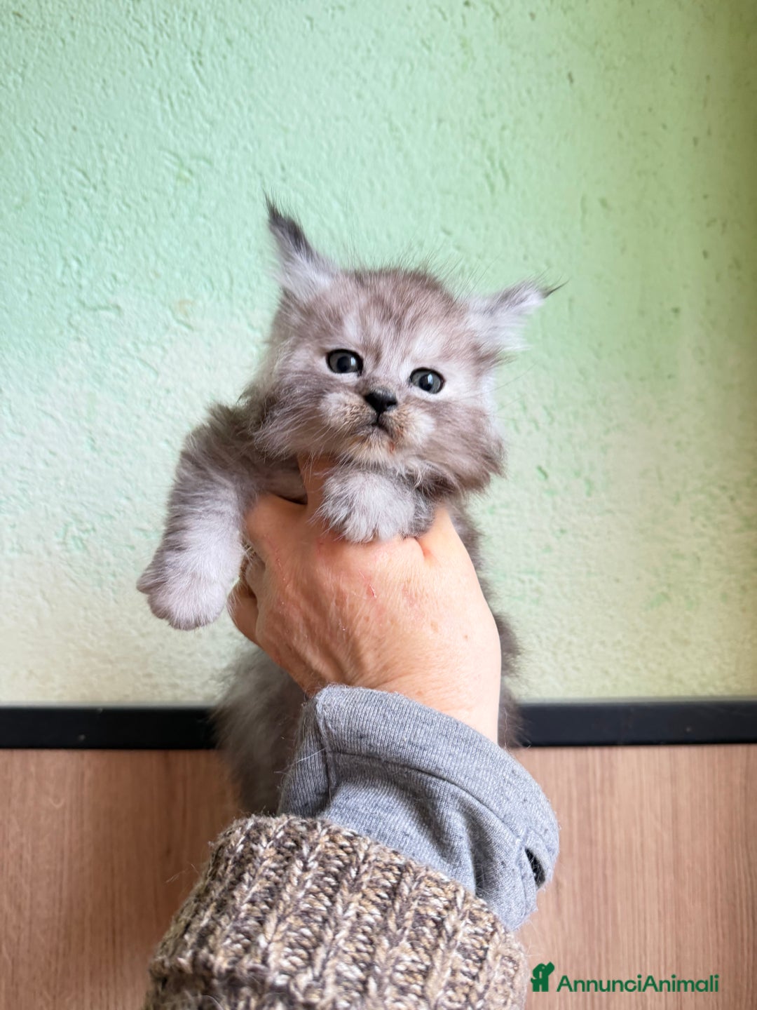 Maine Coon gatti in vendita: Maine Coon  - Annuncio 3