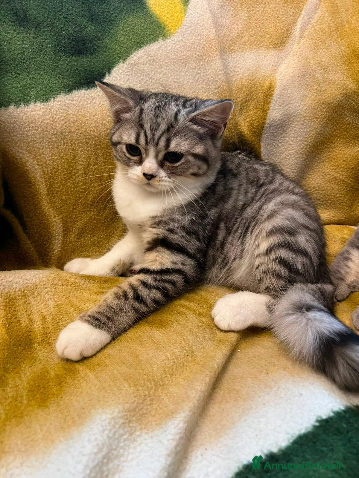 Scottish gatti Scottish straight  - Annuncio 6