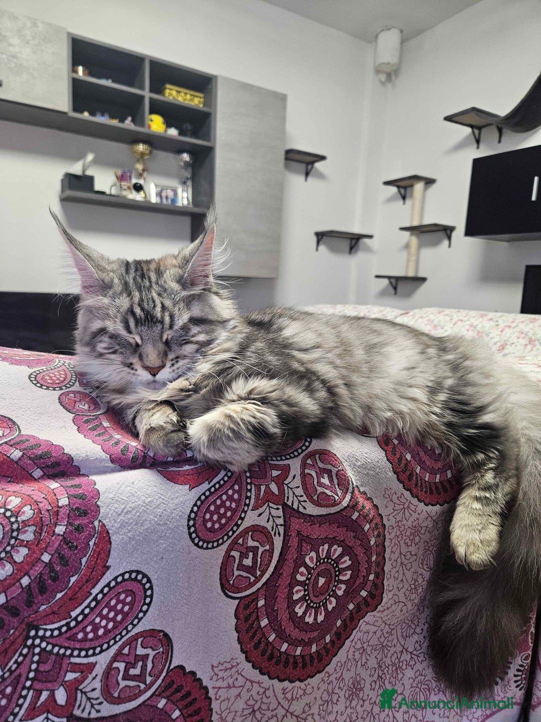 Maine Coon gatti in vendita: Cucciola maine coon - Annuncio 8