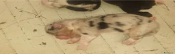 Australian Shepherd cani in vendita: Cuccioli pastore australiano - Annuncio 4