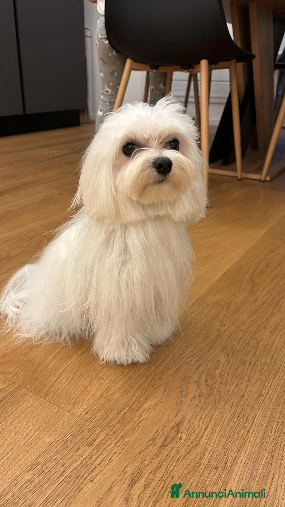Maltese cani per accoppiamento: CERCO CAGNOLINA  a Provincia di Matera - Annuncio 1