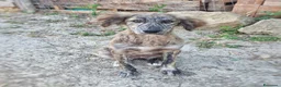 Meticcio cani in regalo: BRESAOLA 🩷 osserva tutto. E impara in fretta. a Provincia di Padova - Annuncio 2