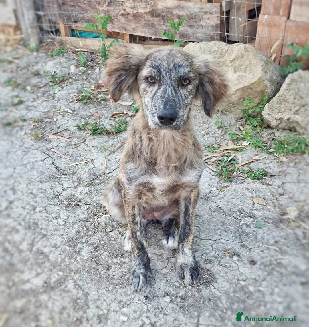 Meticcio cani in regalo: BRESAOLA 🩷 osserva tutto. E impara in fretta. a Provincia di Padova - Annuncio 2