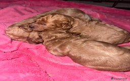 Barboncino cani in vendita: Barboncini cuccioli con pedigree Enci  a Provincia di Treviso - Immagine 2