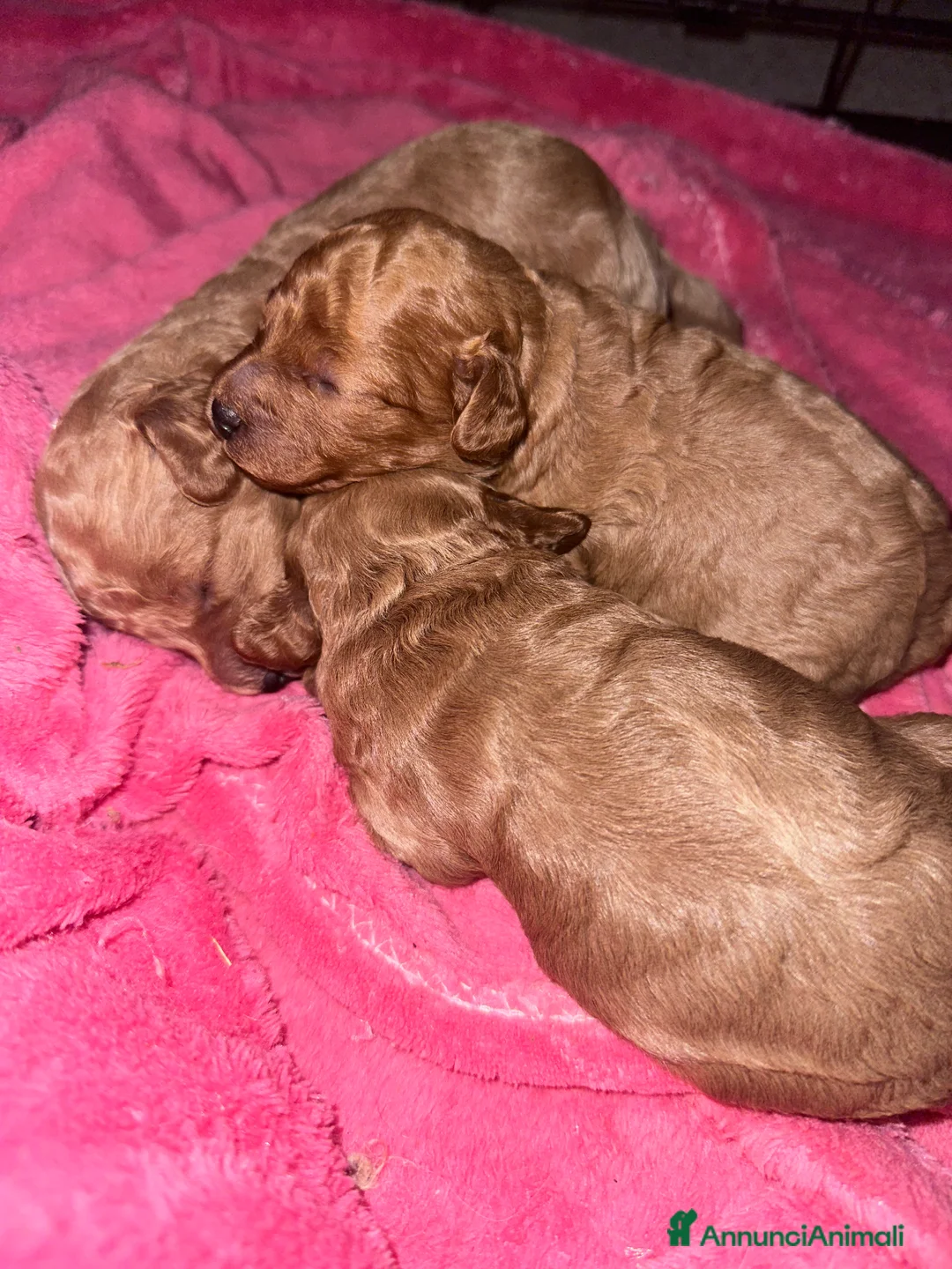 Barboncino cani in vendita: Barboncini cuccioli con pedigree Enci  a Provincia di Treviso - Annuncio 2
