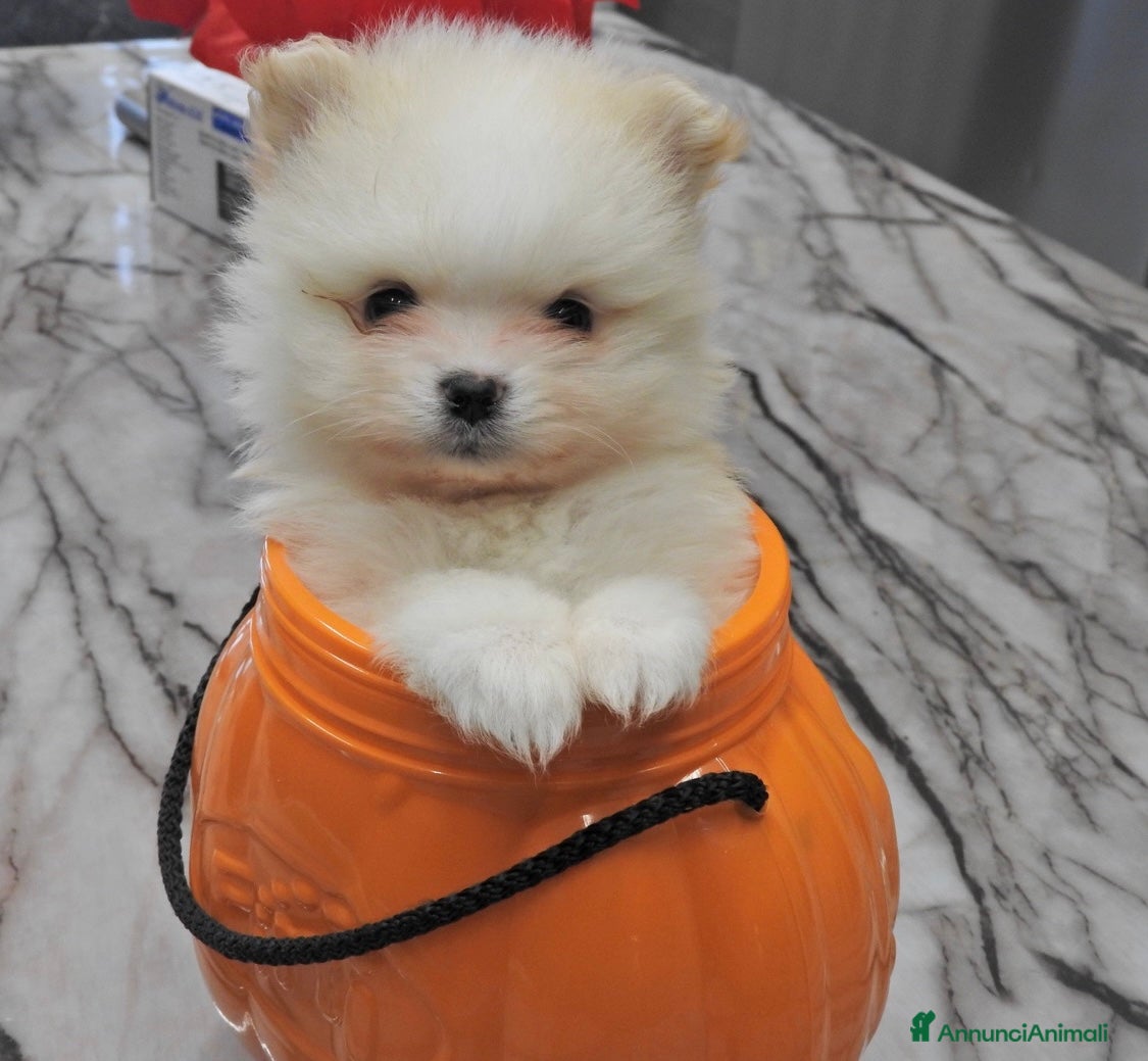 Volpino Pomerania cani Cucciolo di Pomerania maschio - Annuncio 1