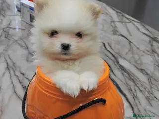 Volpino Pomerania cani Cucciolo di Pomerania maschio - Annuncio 1