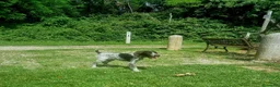 Drahthaar cani in vendita: Cucciolo bracco tedesco Drahthaar - Annuncio 2