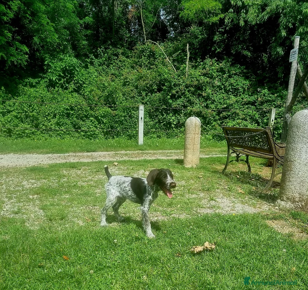 Drahthaar cani in vendita: Cucciolo bracco tedesco Drahthaar - Annuncio 2