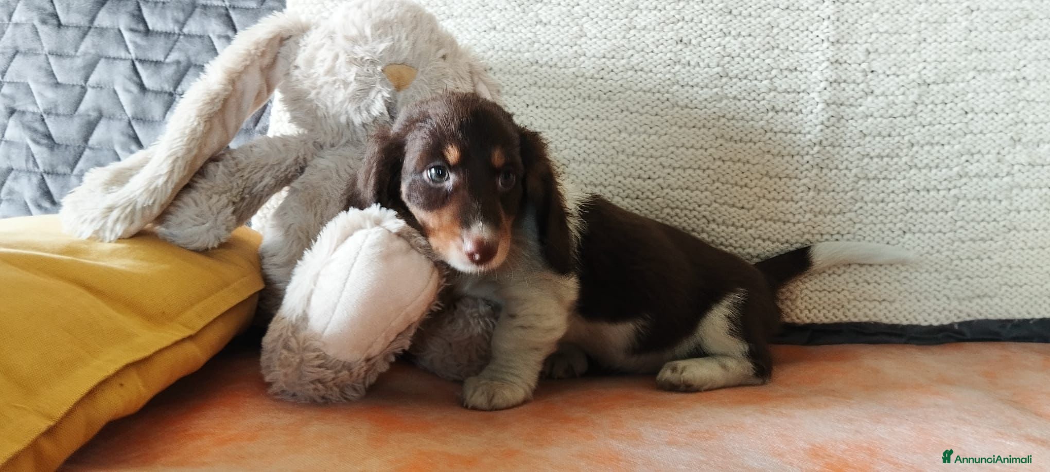 Bassotto cani Bassotto  - Annuncio 3