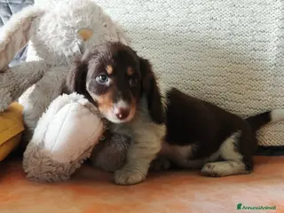 Bassotto cani Bassotto - Annuncio 3