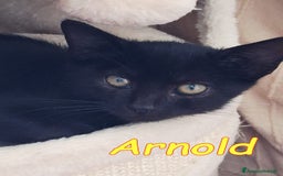 Europeo gatti in regalo: ARNOLD CERCA CASA a Città metropolitana di Roma Capitale - Immagine 1