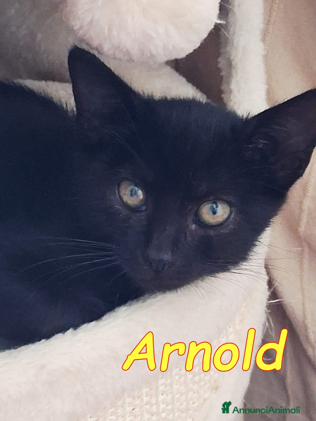 Europeo gatti in regalo: ARNOLD CERCA CASA a Città metropolitana di Roma Capitale - Immagine 1