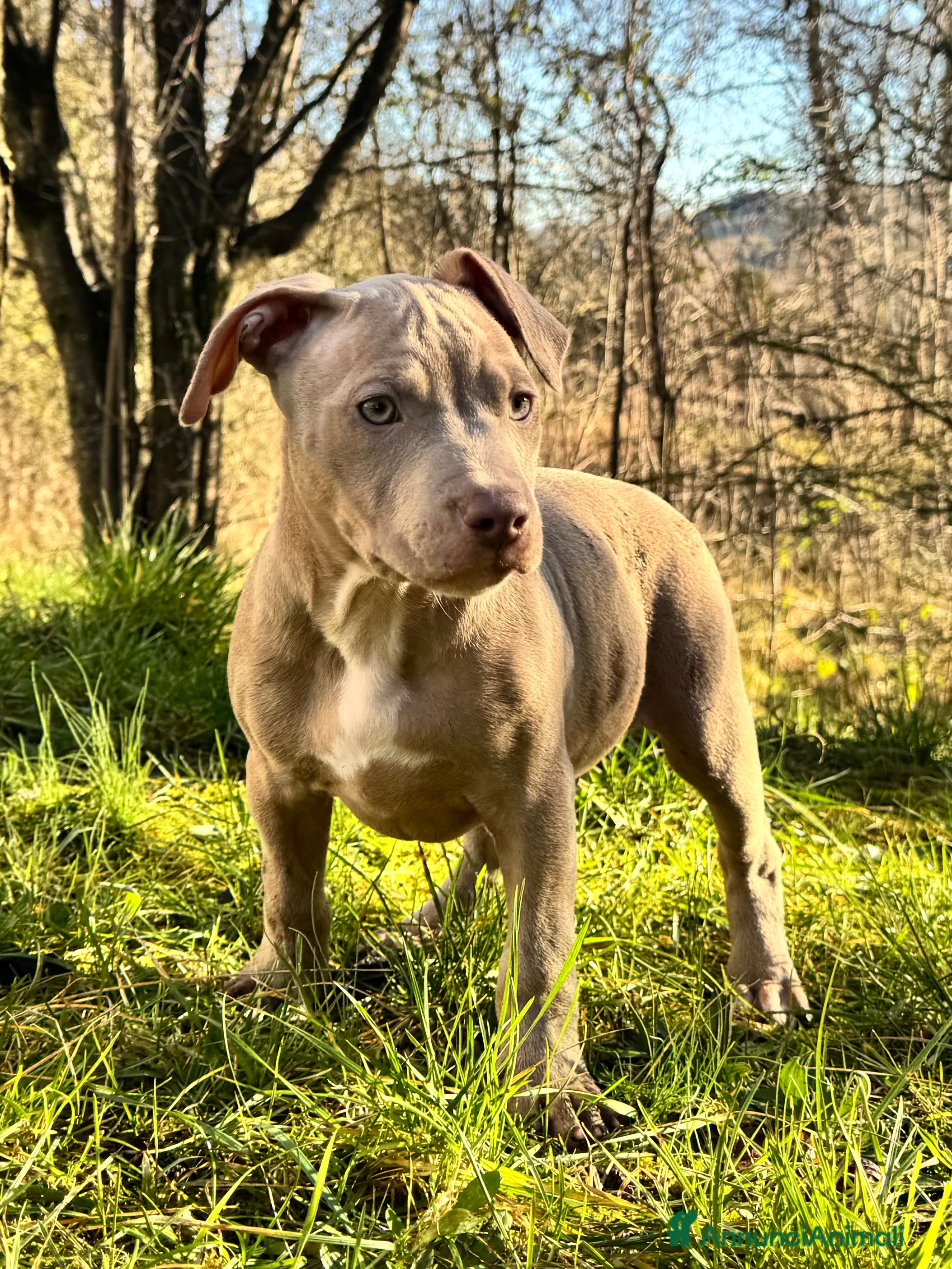 Pitbull cani American Pitbull Terrier - Annuncio 1