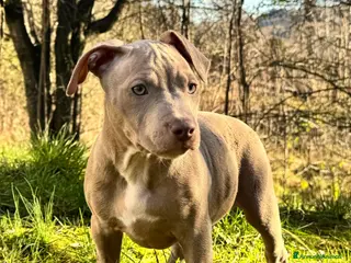 Pitbull cani American Pitbull Terrier - Annuncio 1