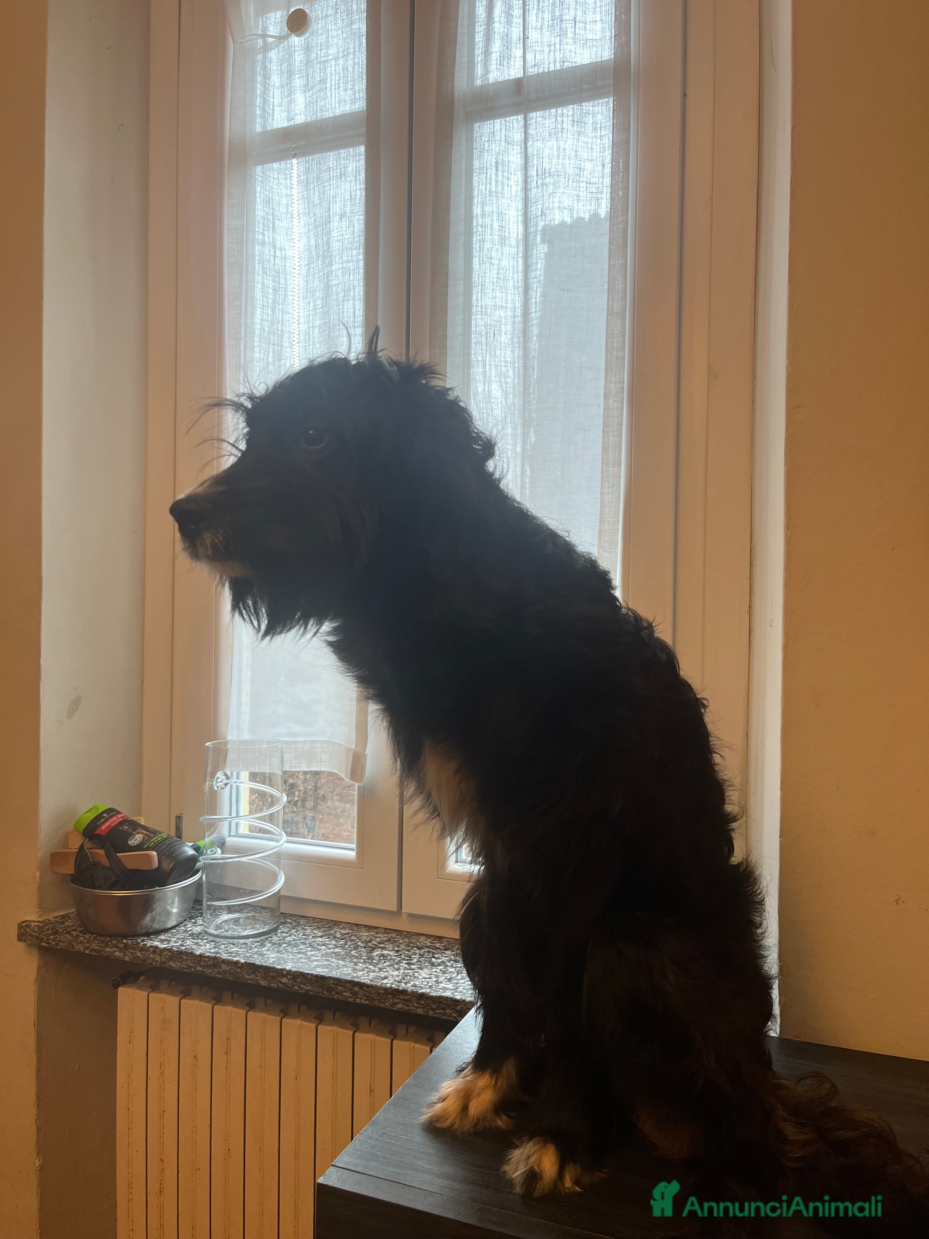 Setter Inglese cani Drako - Annuncio 2