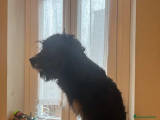 Setter Inglese cani Drako - Annuncio 1