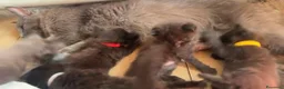 Maine Coon gatti in vendita: Cuccioli di maine coon manto nero  - Annuncio 3