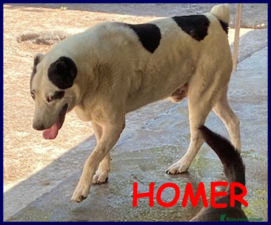 Meticcio cani in regalo: HOMER dolcissimo nonostante tutto - Annuncio 1