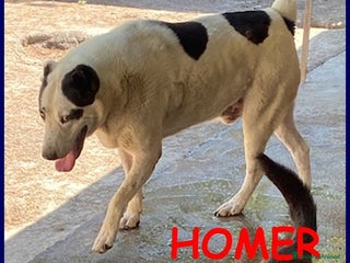 Meticcio cani HOMER dolcissimo nonostante tutto - Annuncio 1