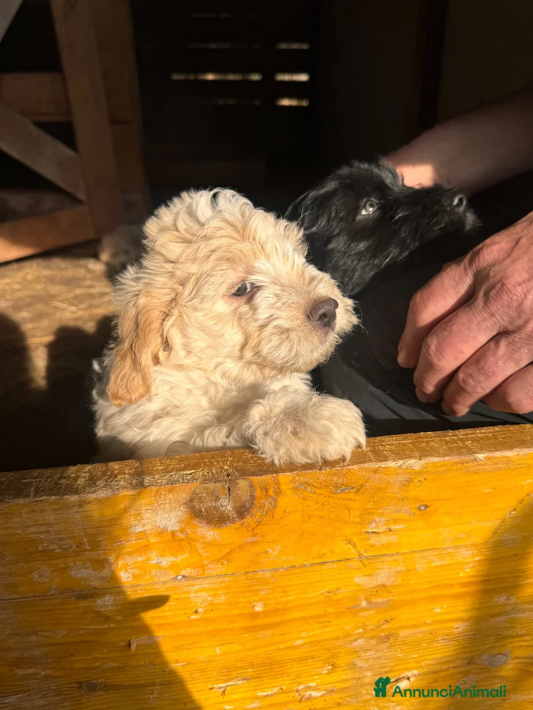 Meticcio cani in vendita: 🐾 Dolcissime cucciole cercano famiglia amorevole a Provincia di Bergamo - Annuncio 3