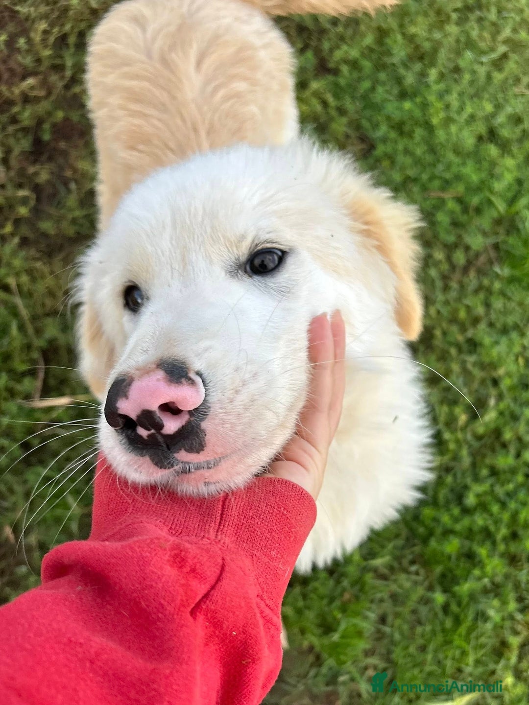 Pastore Maremmano cani in regalo: Cesare, cucciolo dal nasino maculato - Annuncio 7
