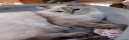Siberiano gatti in vendita: Cuccioli di Siberiano Neva Masquerade  a Provincia di Macerata - Annuncio 17
