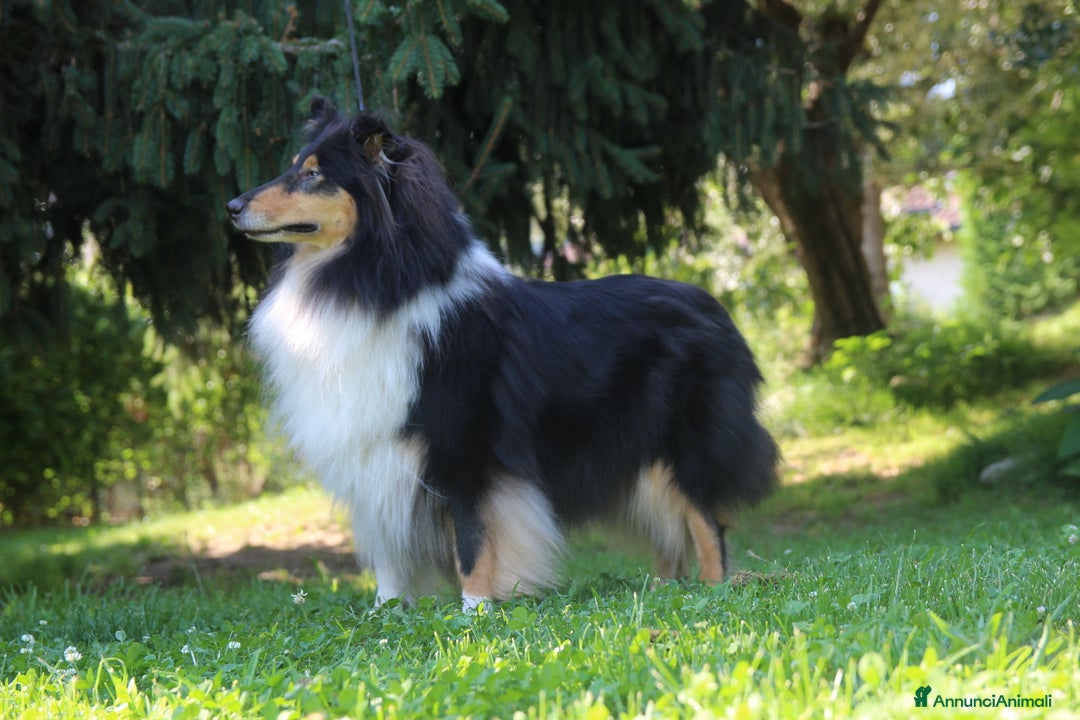 Collie cani in vendita: Cuccioli di collie fulvi - Annuncio 3