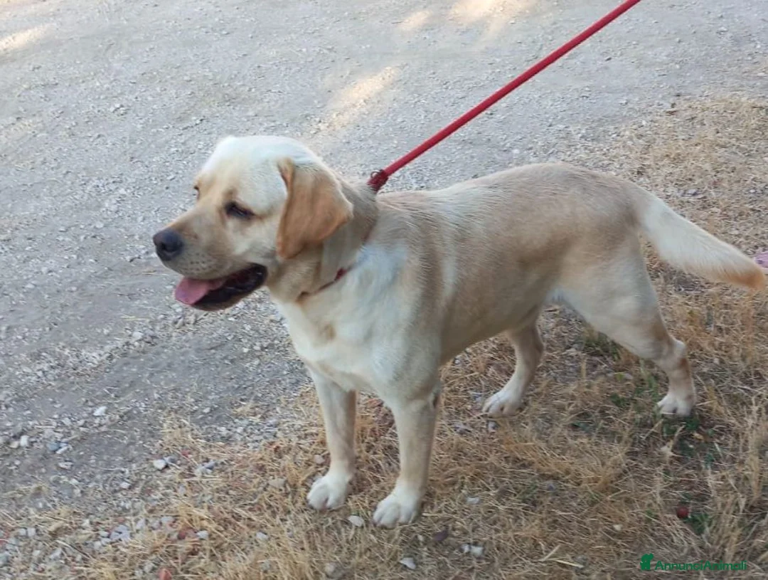 Labrador cani in regalo: Cucciolone labrador miele - Annuncio 5
