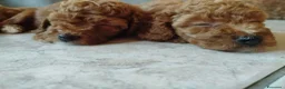 Barboncino cani in vendita: Barboncini particolar  - Annuncio 4