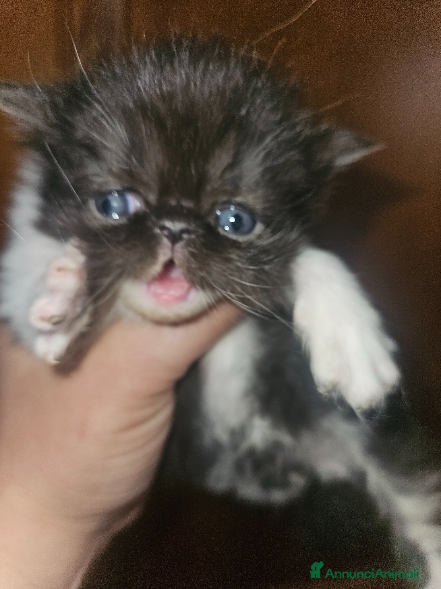 Persiano gatti Gatto persiano femmina  - Annuncio 1