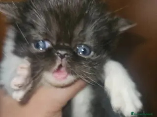 Persiano gatti Gatto persiano femmina - Annuncio 1